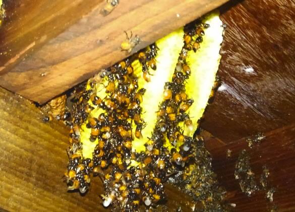 ミツバチの巣注意点床下